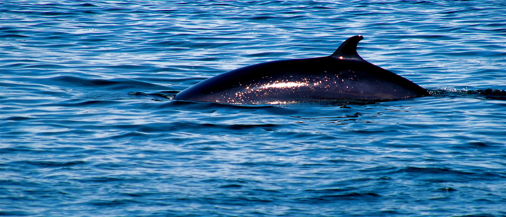 Whale Spotted in Filey Bay - Filey